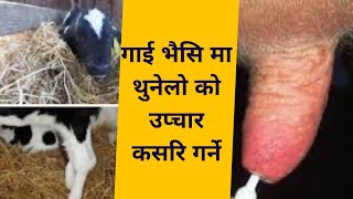 गाई भैसि मा थुनेलो को उप्चार कसरि गर्ने #drbhat #farming #buffalo #cattle