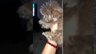 Video preview image #1 Shih Tzu Puppy For Sale in SAN JOSE, CA, USA