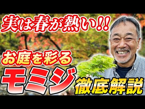 園芸 家のための色鮮やかな紅葉