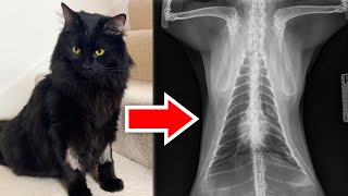 Download lagu Ralph's been seriously ill (but is now fine!) mp3