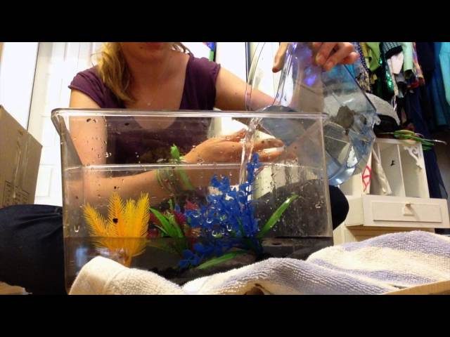 How NOT to set up a betta fish tank