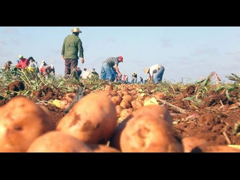 Cuba: Cubanos irrumpen a robar en un campo de papas en Artemisa