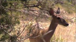 Yeah Yeah Yeahs - Soft Shock (Acoustic Version) Music Video