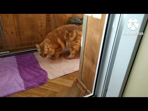 Кот Кузя. Обычный вечер.