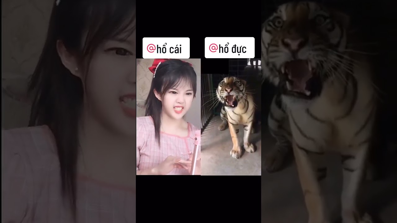 Hổ nhà nó lại gớm hơn hổ rừng các bác ạ