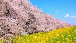 Music video thumbnail preview for Sakura - The Brothers Four by The Brothers Four