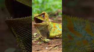 Download lagu Lipan Bergulat Dengan Forest Dragon #short #siotantrans7 mp3