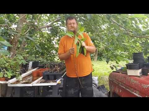 How to propagate Jamaican Allspice