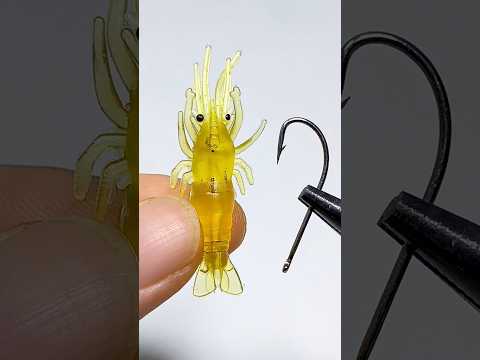 Tips for using shrimp for fishing #fishing #fishinglife
