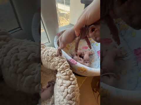 Pisici Sphynx cu pedigree #pisici #pisica #sphynx #sphynxromania #pisicicupedigree