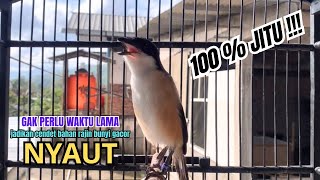 Download lagu cendet gacor AMPUH TOET TOET FULL ISIAN PANCINGAN CENDET AGAR BUNYI bikin BURUNG PENTET GACOR NYAUT mp3 Download lagu cendet gacor AMPUH TOET TOET FULL ISIAN PANCINGAN CENDET AGAR BUNYI bikin BURUNG PENTET GACOR NYAUT mp3