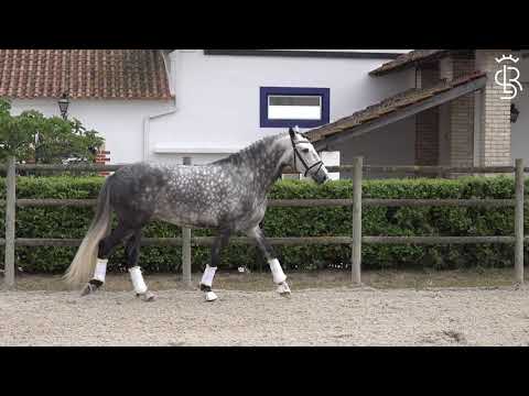 " Magriço de Marialva "