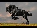 Horse as a Totem--Your Personal Power Animal's Personality Characteristics and Life-Path Lessons