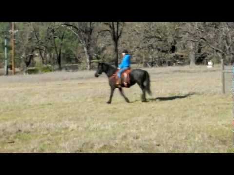 YouTube video about: What is crow hopping in horses?