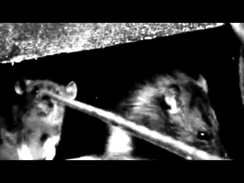 KAMPFAR - Swarm Norvegicus (Official)