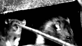 KAMPFAR - Swarm Norvegicus (Official)