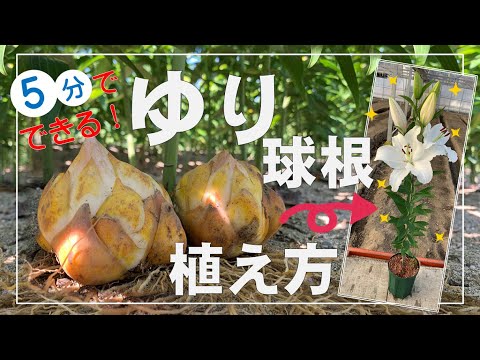 ユリ:春は植え付けの時期です 植物
