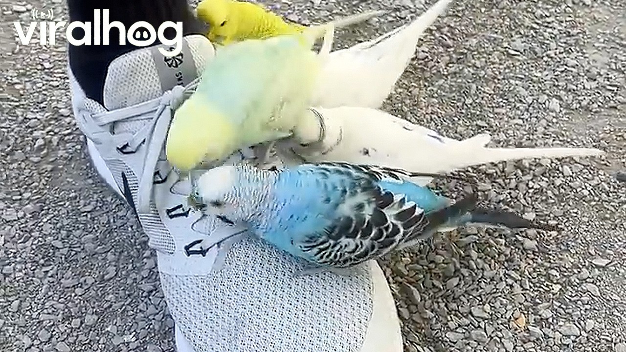 Parakeets Obsessed With Man's Shoes || ViralHog