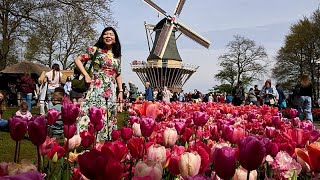 Keukenhof in den Niederlanden lockt internationale Gäste zur Frühlingsblüte