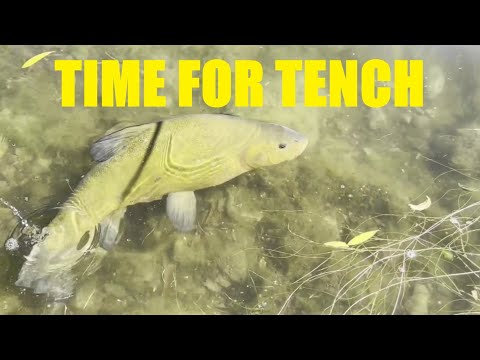 Time for Tench - Waggler, method feeder, and heli-rig setups all explained 