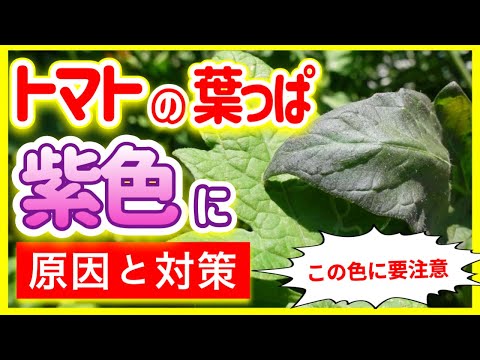 イラクサとトマトの植え付け: イラクサの葉を植え穴に入れるのはなぜですか?  庭園