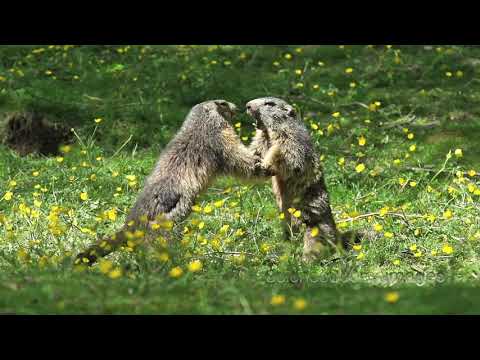 Strange Footage of Alpine Marmots sparring in slow motion
