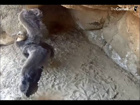 Hutton's Bowl Condor Cam ~ Chick Plays With Vegetation & Flaps 6.14.18