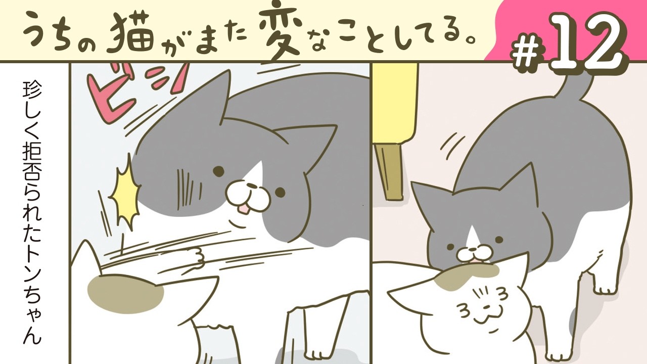 【漫画】アイドルトンちゃん/拒否られ慣れてない/他（CV:悠木碧、小市眞琴、森永千才、平川嵐）｜『うちの猫がまた変なことしてる。』（12）【マンガ動画】ボイスコミック