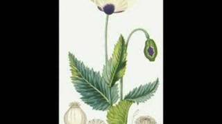 MARCY PLAYGROUND - Poppies