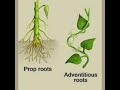 Different Types Of Root Prop Roots And Adventitious Roots