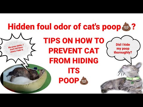 How to prevent from a foul odor of our cat's poop. Tested and proven.