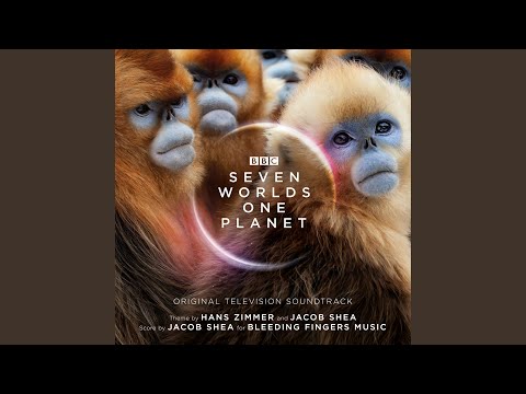The Golden Snub Nosed Monkeys