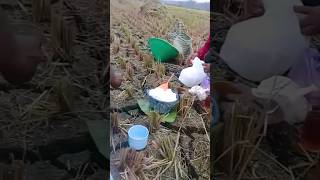 Download lagu sarapan pagi di sawah#shorts mp3 Download lagu sarapan pagi di sawah#shorts mp3