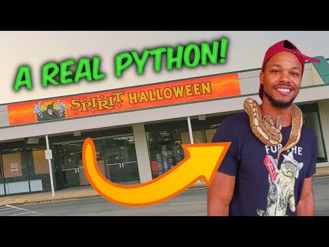 A REAL PYTHON at SPIRIT HALLOWEEN !! Former Fashion Bug in Alliance Ohio