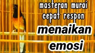 Download lagu TERAPI SUARA MURAI PAGI HARI GACOR FULL KRETEK CEPAT RESPON METODE BURUNG GACOR DORR mp3 Download lagu TERAPI SUARA MURAI PAGI HARI GACOR FULL KRETEK CEPAT RESPON METODE BURUNG GACOR DORR mp3