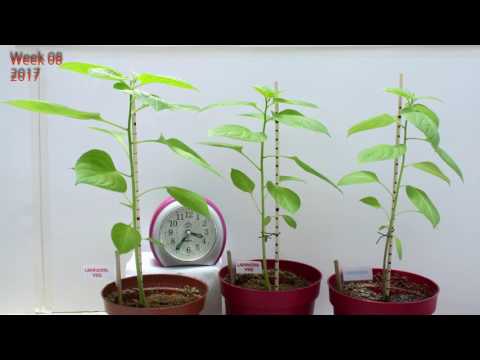 Time lapse: Limited fertilizer testing, Capsicum Pubescens Chili/Chilli