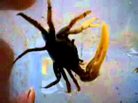 caranguejos violinistas --El cangrejo violinista Shioyou, Mochio, nome inglêsFiddler crab1338