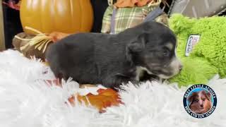 Video preview image #3 Miniature Australian Shepherd Puppy For Sale in GRANBURY, TX, USA