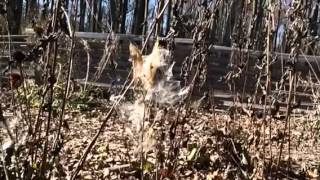 Milkweed seeds blowing in slow motion