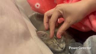 寝てるあかねちゃんを撫で続けてみる。