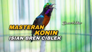 Download lagu MASTERAN KONIN GACOR FULL ISIAN BREN CIBLEK KRISTAL COCOK UNTUK VARIASI MEWAH KOLIBRI NINJA GACOAN mp3 Download lagu MASTERAN KONIN GACOR FULL ISIAN BREN CIBLEK KRISTAL COCOK UNTUK VARIASI MEWAH KOLIBRI NINJA GACOAN mp3