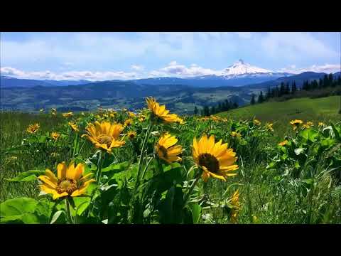 Relaxing Meadow with Ambient Nature Sounds - Wildflowers and Mountain View - Yoga, Reiki