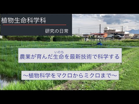 農学部　植物生命科学科　研究の日常