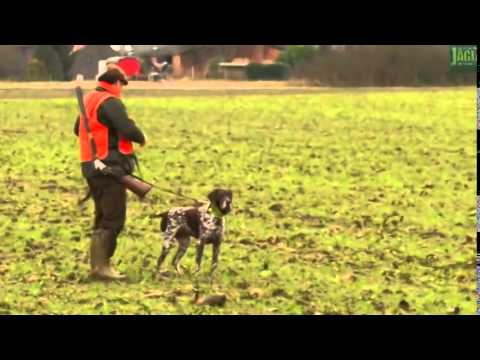 DJZ-TV: „Pias" letzte Jagd