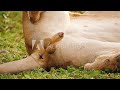 Lion Penis