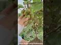 How is kb fruit cultivated? | cultivation of kiwi fruit #shorts #farming