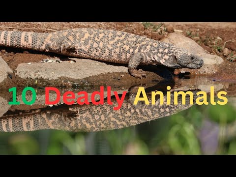 , title : '10 Deadly Animals | deadly animals'