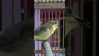 Download lagu burung kecil dan langkah suara palingmerdu#burunglangkah #burungkecil #shorts #suaramerdu mp3 Download lagu burung kecil dan langkah suara palingmerdu#burunglangkah #burungkecil #shorts #suaramerdu mp3