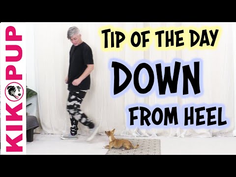 What is Clicker Training