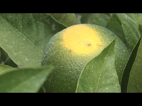 雨は果樹にどのような影響を与えますか?効果的に雨を防ぐことができるでしょうか?  庭園